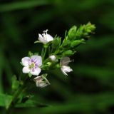 Veronica anagallis-aquatica