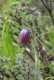 Fritillaria unibracteata