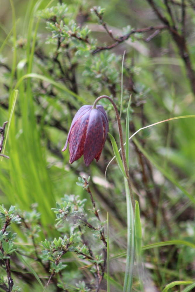 Image of Fritillaria unibracteata specimen.
