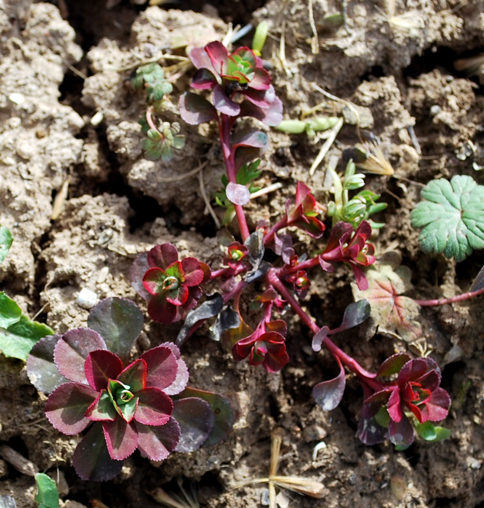 Image of Euphorbia helioscopia specimen.