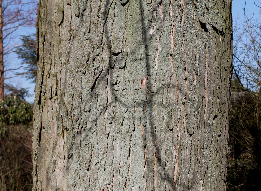 Image of Acer saccharinum specimen.