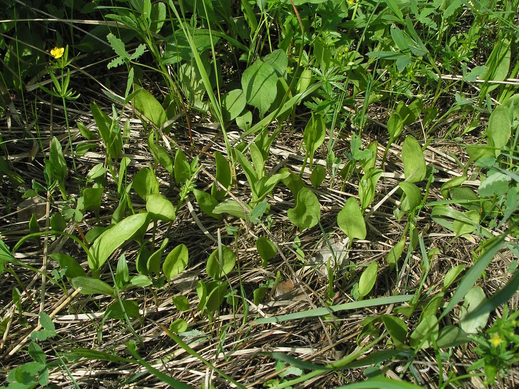 Изображение особи Ophioglossum vulgatum.