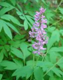 Corydalis multiflora