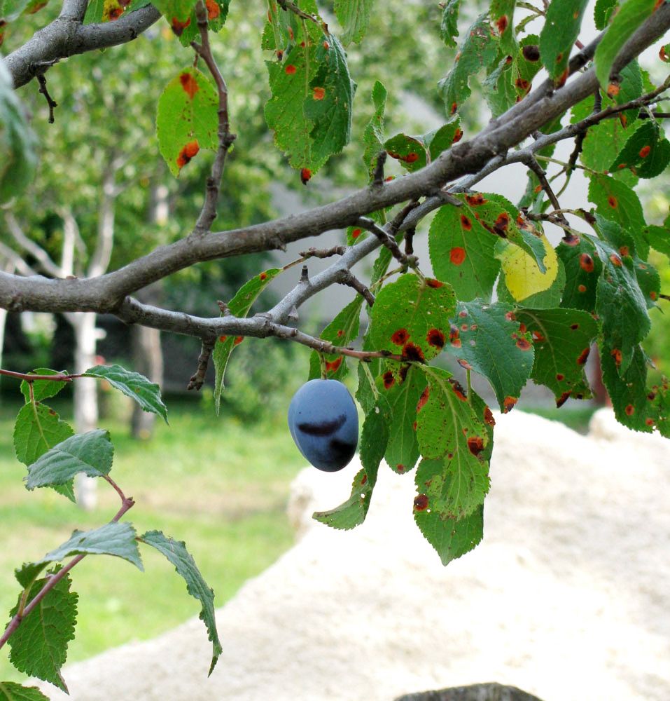 Image of Prunus domestica specimen.