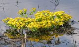 Caltha palustris