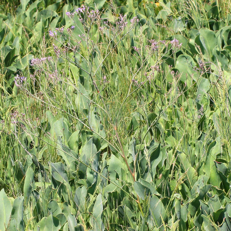 Image of Limonium scoparium specimen.