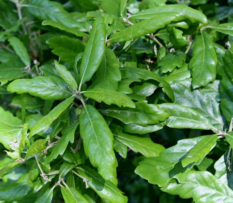 Image of Quercus &times; hispanica specimen.
