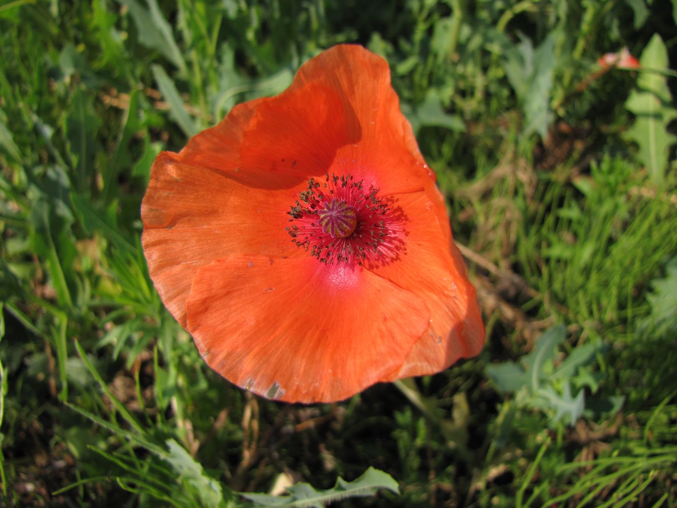 Изображение особи Papaver rhoeas.