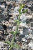 Scrophularia rupestris. Верхушка побега с завязавшимися плодами. Крым, Ленинский р-н, Казантипский заповедник. 20 июня 2013 г.