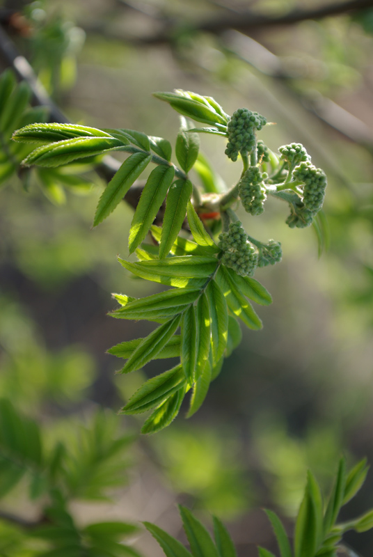 Image of Sorbus aucuparia specimen.