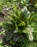 Rumex sanguineus