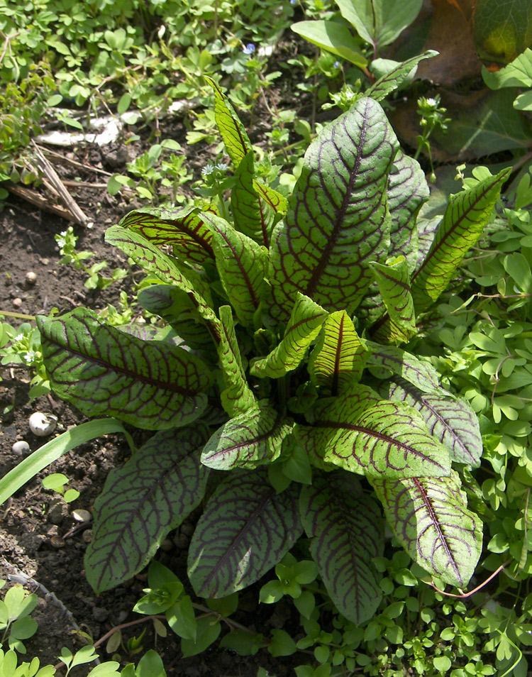 Image of Rumex sanguineus specimen.