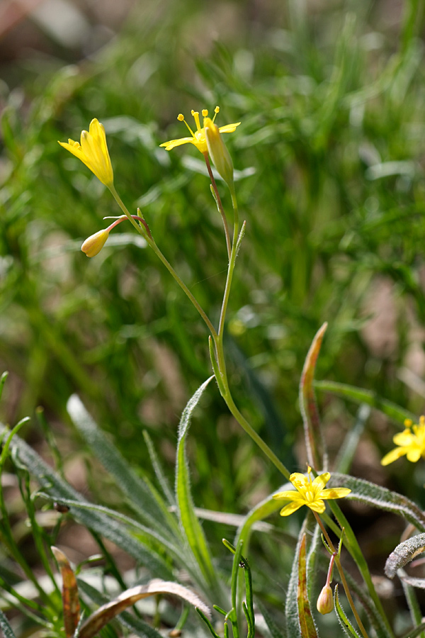 Image of genus Gagea specimen.