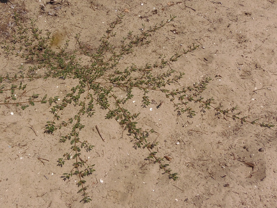 Image of Tribulus terrestris specimen.