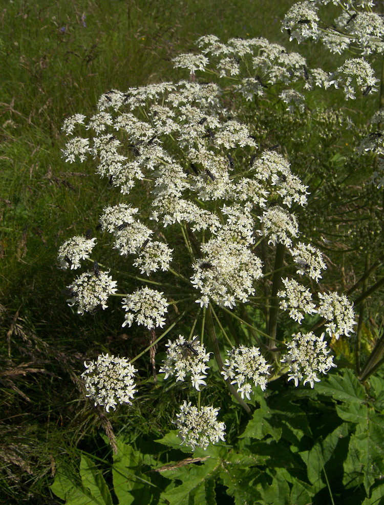 Изображение особи Heracleum asperum.