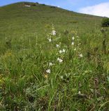 Anthericum ramosum