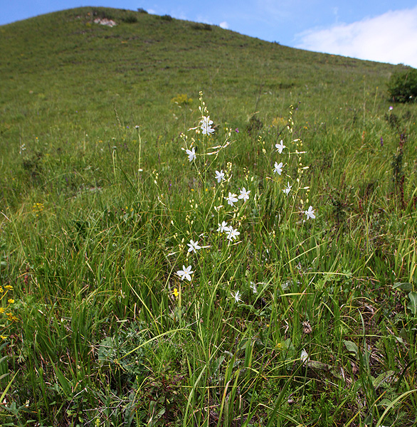 Image of Anthericum ramosum specimen.