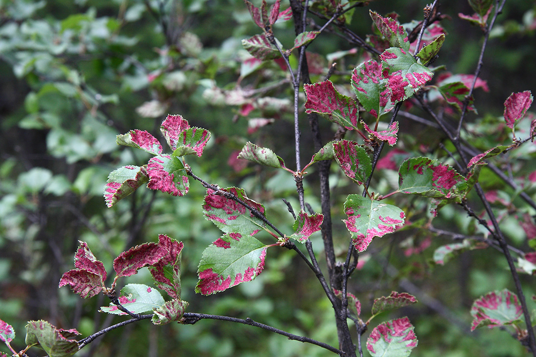 Image of Betula fruticosa specimen.