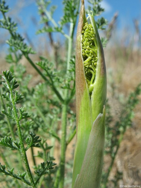 Image of Ferula caspica specimen.