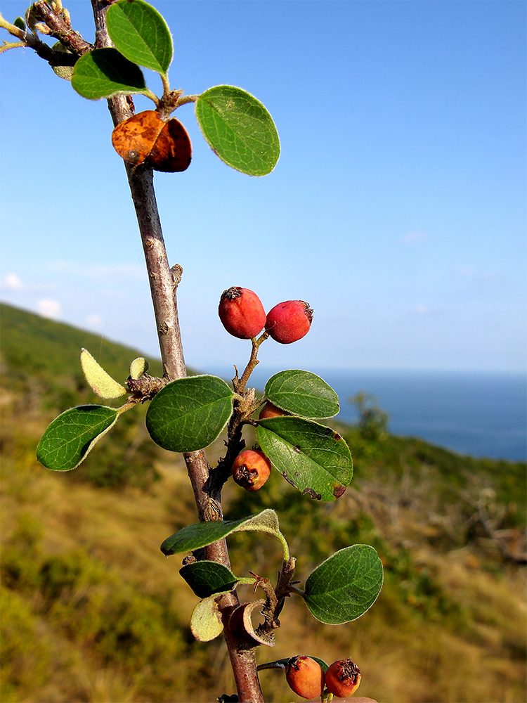 Изображение особи Cotoneaster suavis.