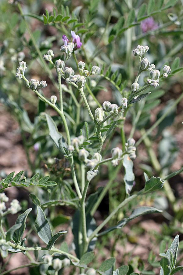 Image of Haplophyllum versicolor specimen.