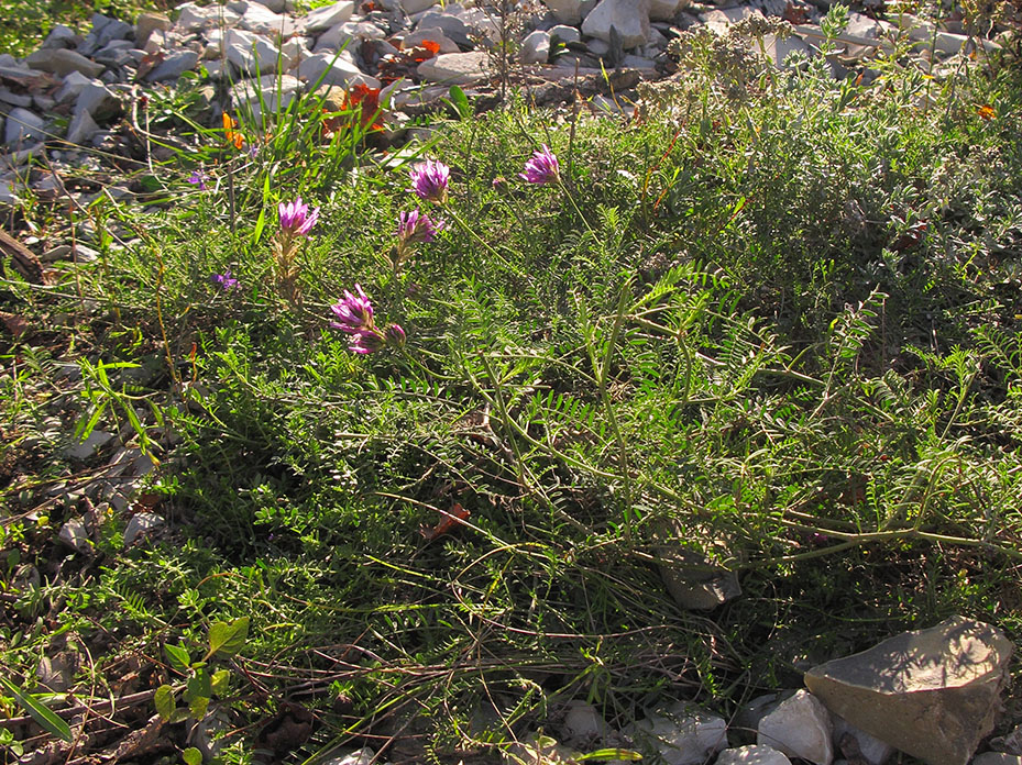Image of Astragalus onobrychis specimen.