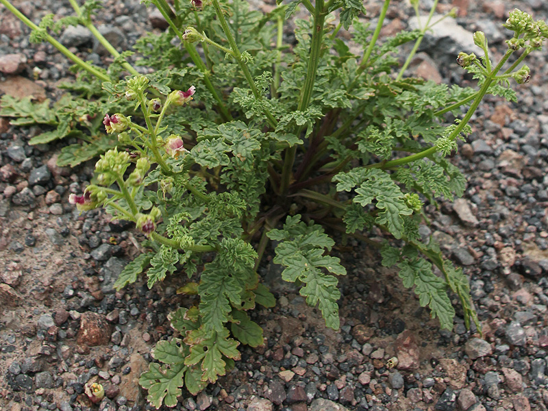 Изображение особи Scrophularia olympica.