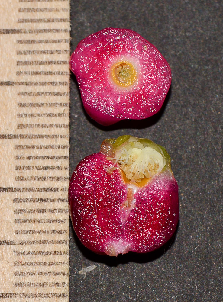 Image of Syzygium australe specimen.