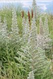 Echium biebersteinii. Цветущие растения. Черноморское побережье Кавказа, Новороссийск, окрестности Суджукской лагуны, травостой с доминированием сорных видов. 5 июня 2013 г.