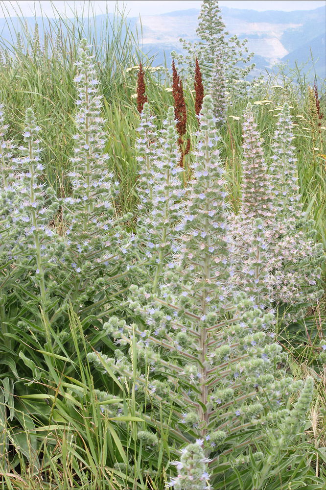 Image of Echium biebersteinii specimen.