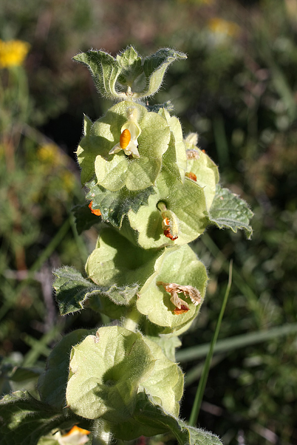 Image of Eremostachys isochila specimen.