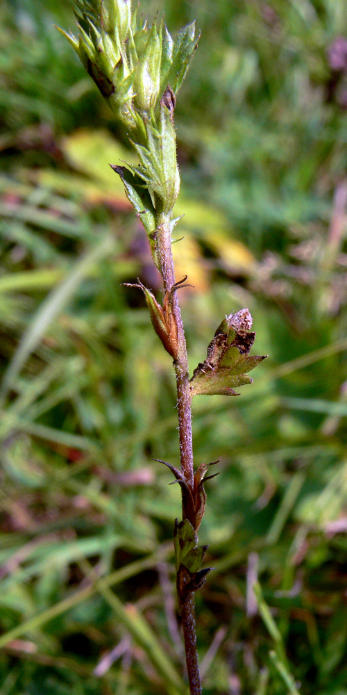 Изображение особи Euphrasia brevipila.