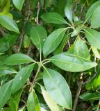 Kalmia latifolia