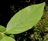 Calycanthus occidentalis. Лист. Германия, г. Дюссельдорф, Ботанический сад университета. 04.09.2013.