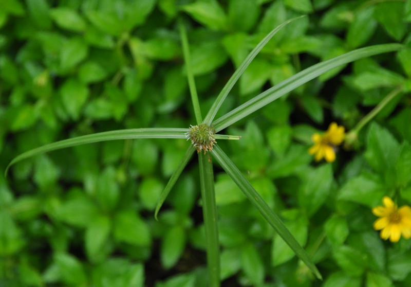 Изображение особи Kyllinga polyphylla.