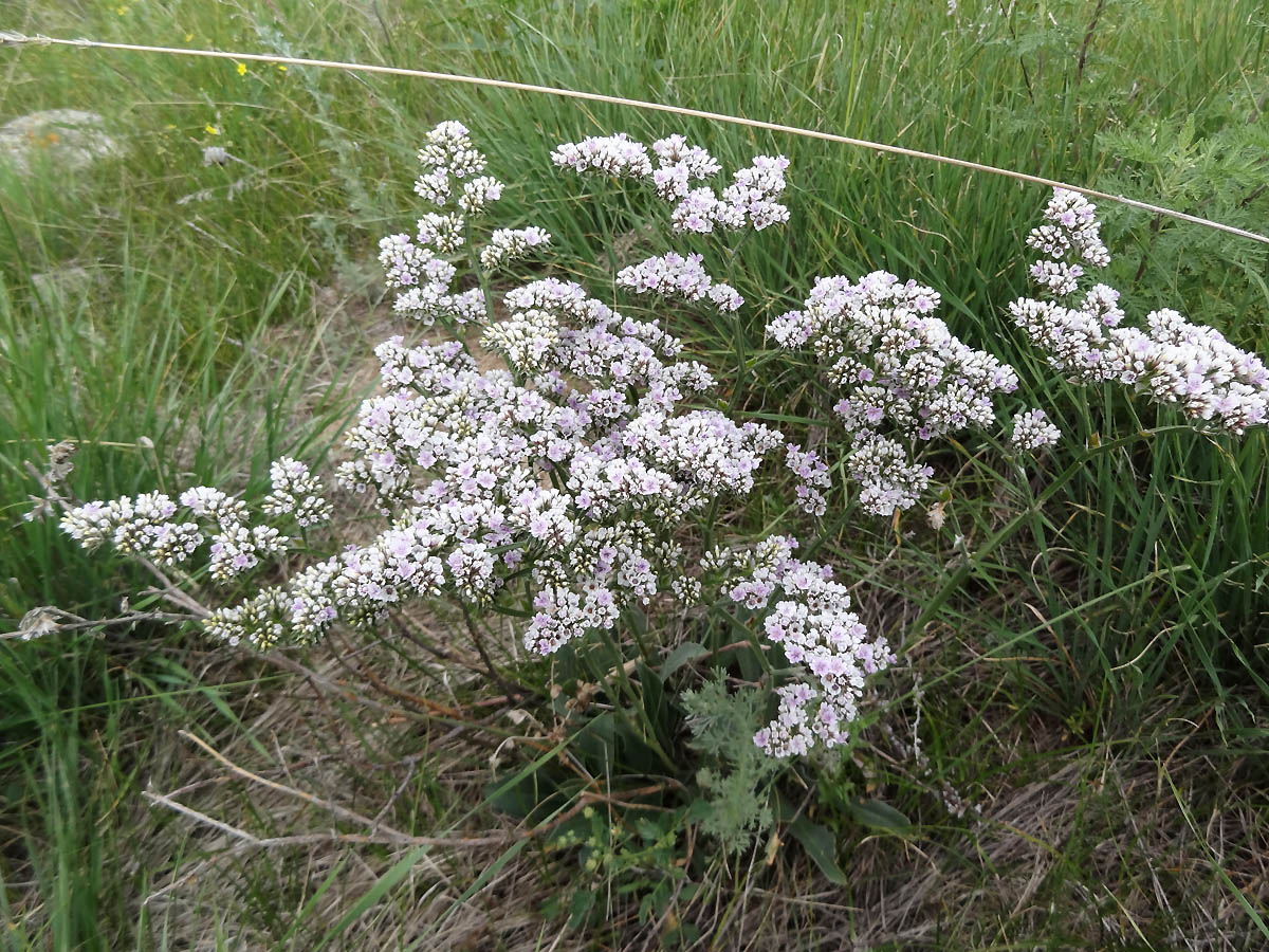 Изображение особи Goniolimon dschungaricum.