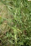 Achillea nobilis