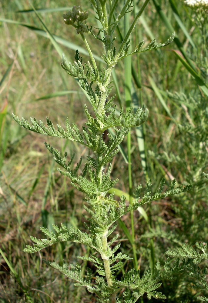 Image of Achillea nobilis specimen.