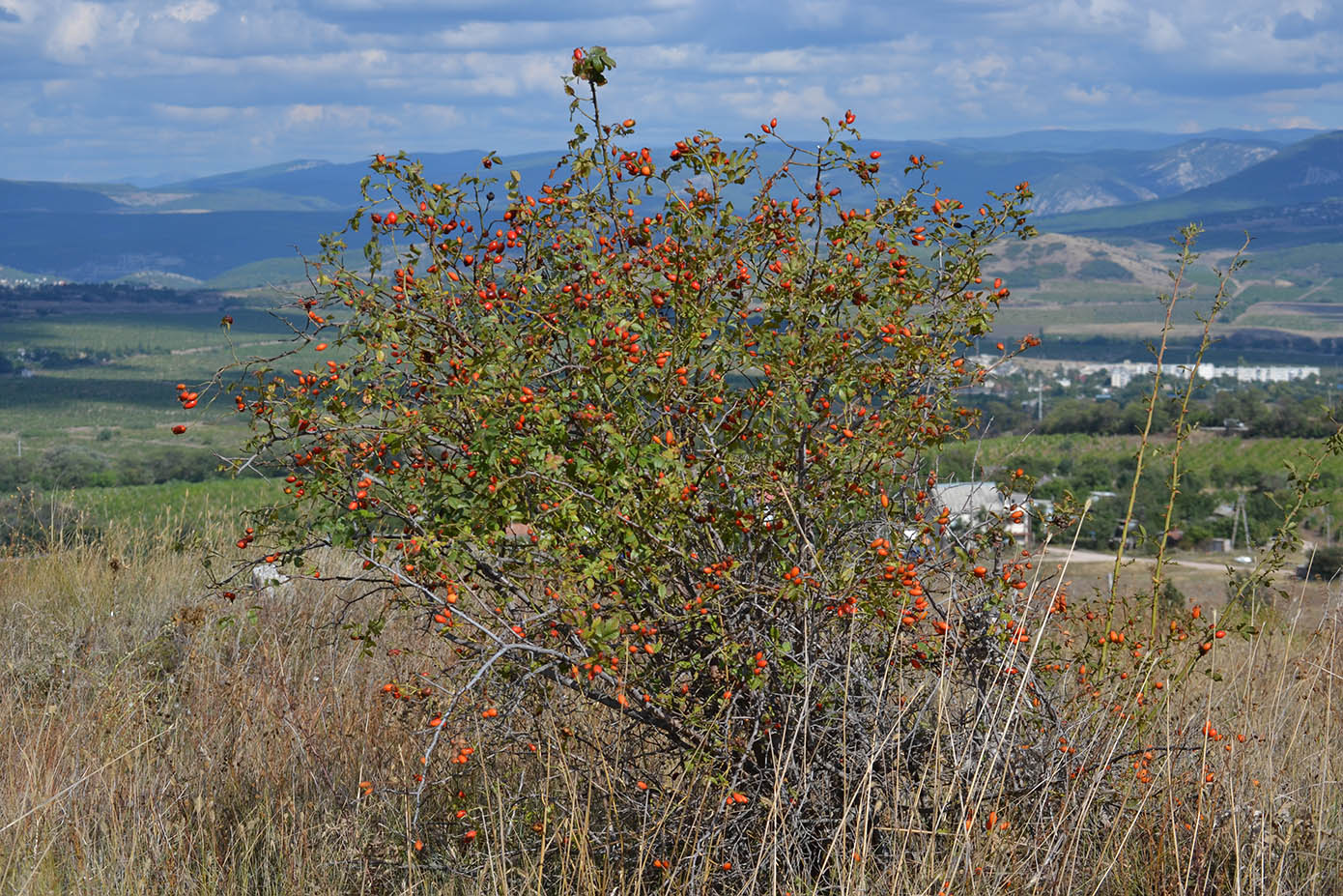 Image of genus Rosa specimen.