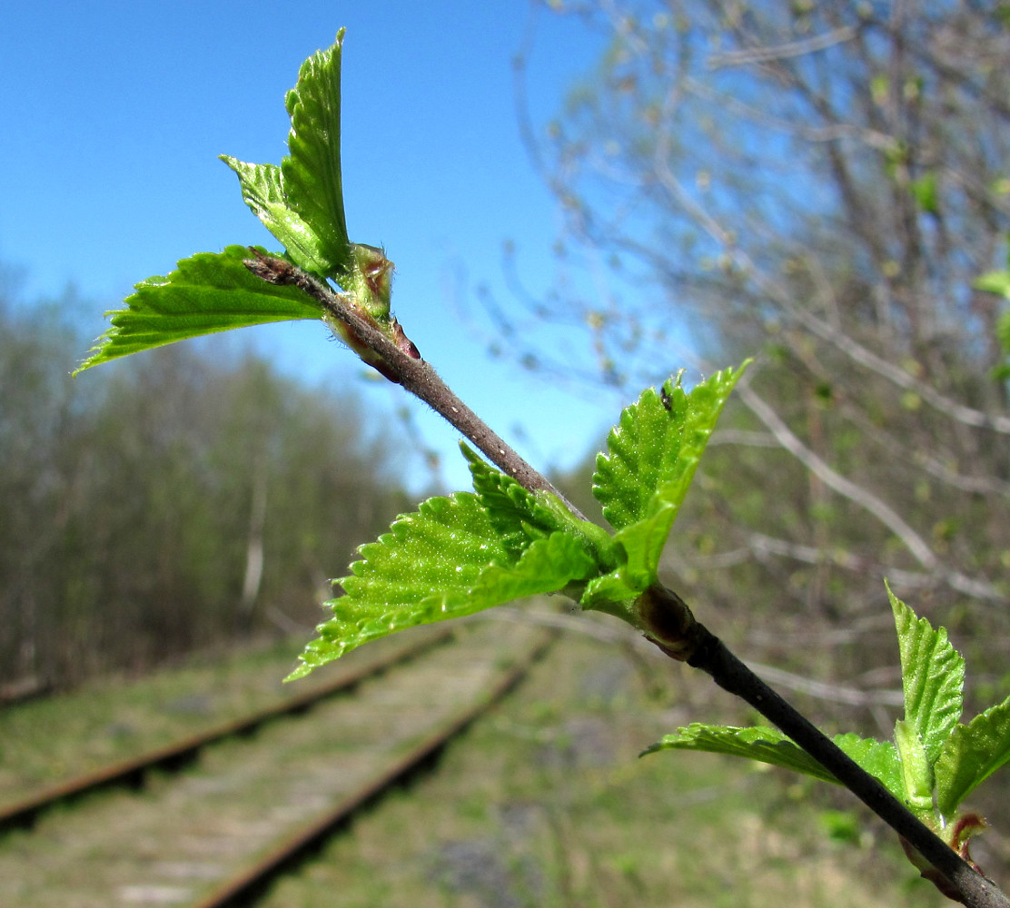 Image of genus Betula specimen.