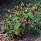 Mirabilis jalapa. Цветущее растение. Греция, Фессалия, г. Каламбака, газон. 16.07.2013.