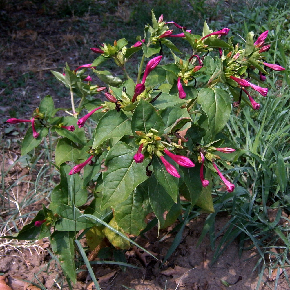 Image of Mirabilis jalapa specimen.
