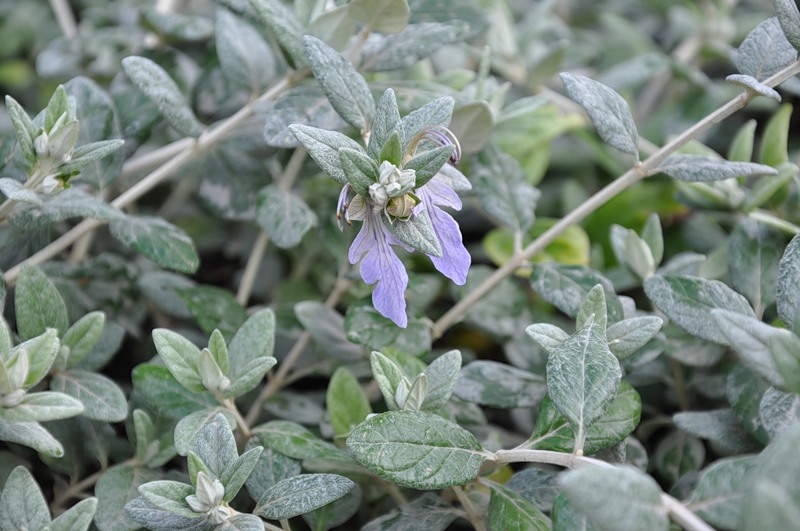 Изображение особи Teucrium fruticans.