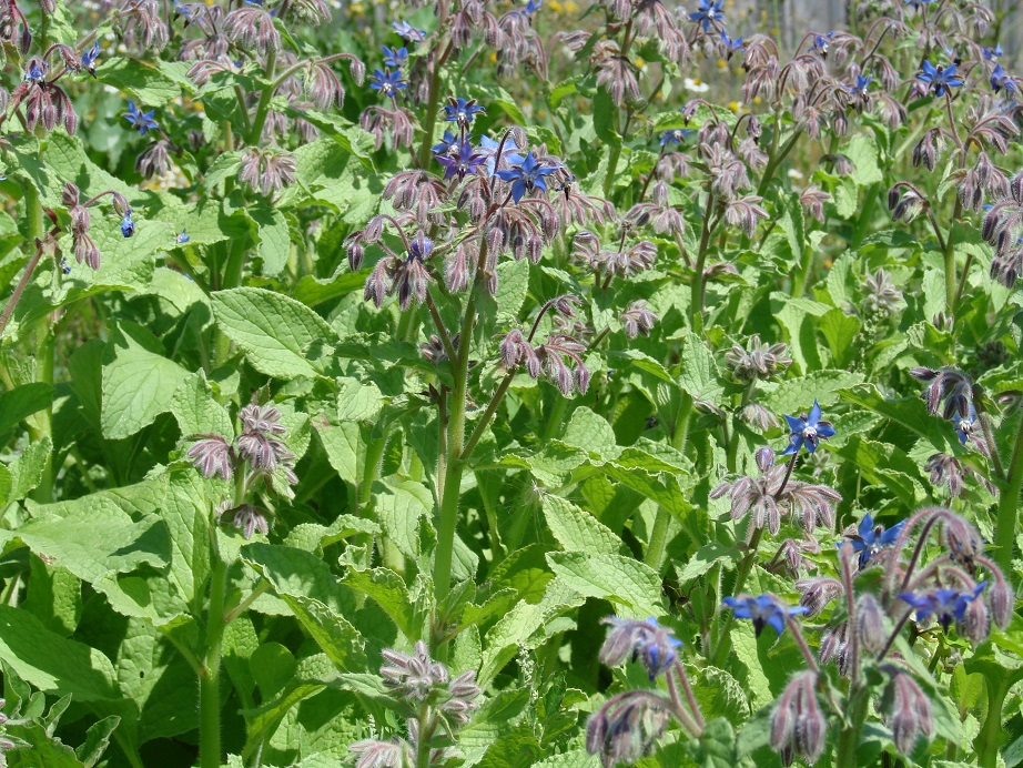 Изображение особи Borago officinalis.