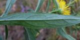 Inula britannica