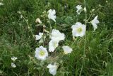 Alcea nudiflora. Цветущее растение с бутонами. Восточно-Казахстанская обл., Глубоковский р-н, окр. с. Бобровка. 31.07.2012.