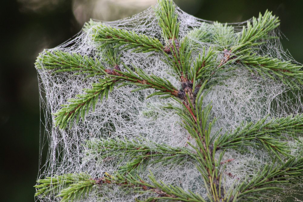 Изображение особи Picea obovata.