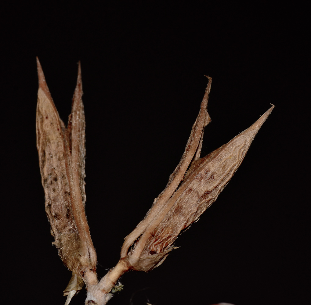 Изображение особи Astragalus sieberi.