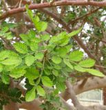 familia Burseraceae