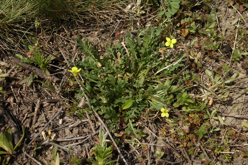 Изображение особи Diplotaxis muralis.